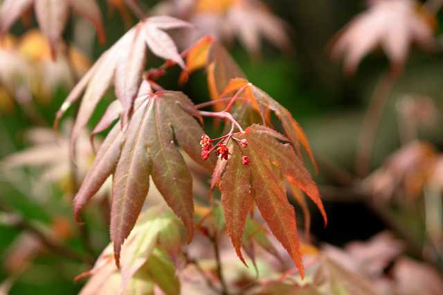 FH_VV_0052(japanse esdoorn).JPG